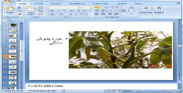 دانلود پاورپوینت گل دهی در گردو - 20 اسلاید