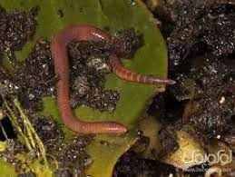 
	پاورپوینت جايگاه استانداردهاي كمپوست در صنعت كمپوستينگ
