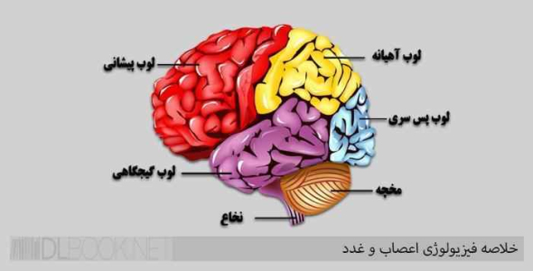 
	پاورپوینت فيزيولوژي اعصاب 1
