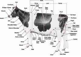 
	پاورپوینت تیپ صحیح گاو
