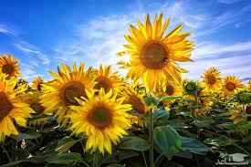 
	پاورپوینت مسابقه آفتابگردان
