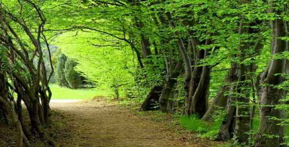 
	تحقیق اهمیت و نقش جنگل ها
