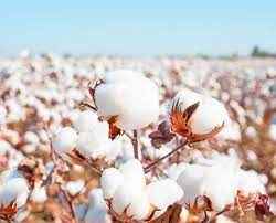 
	تحقیق پنبه یک ماده ی طبیعی حاصل از گیاهان
