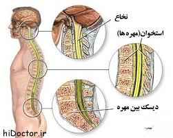 
	پاورپوینت The Telencephalon
