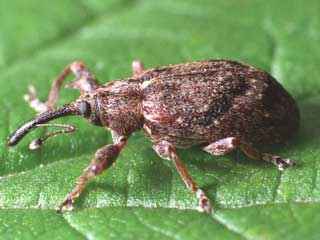 
	پاورپوینت آفت سرخرطومی برگ یونجه
