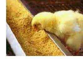 
	تحقیق کاربردهاي مواد جانبي حاصل از كارخانجات چرم و سالامبور در تغذيه طيور گوشتي
