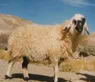 
	تحقیق بزها، رفتار، تنش و مديريت
