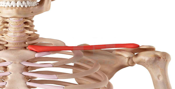 
	پاورپوینت اسکلت اندام فوقانی ( به زبان انگلیسی )
