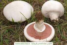 
	تحقیق تکنيک‌هاي تهیه و توليد کشت آگار
