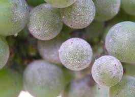 
	تحقیق بیماری سفیدک سطحی مو
