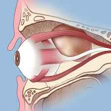 
	پاورپوینت آناتومی orbit
