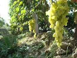 
	پاورپوینت پرورش تاک های انگور برای چیله
