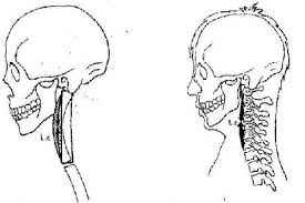 
	پاورپوینت حركات فيزيولوژيك مهره هاي گردن
