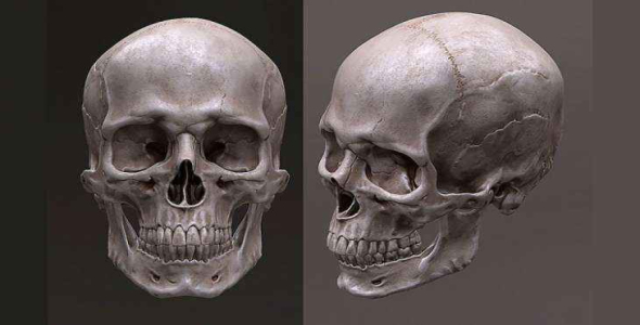 
	پاورپوینت ساختمان جمجمه
