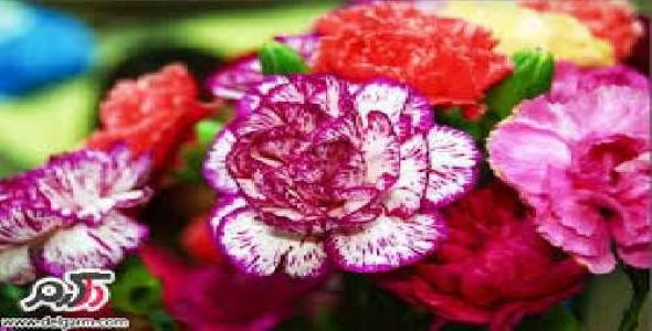 دانلود پاورپوینت نقش ساکارز در پاسخ اتیلن در گلبرگ گل میخک