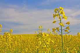 
	پاورپوینت توسعه و مدیریت گیاه کلزا
