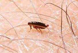 
	پاورپوینت مبارزه با کک ها
