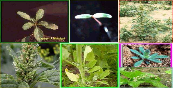 
	پاورپوینت معرفی و شناسایی مهم ترین علف های هرز ایران
