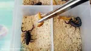 
	طرح توجیهی پرورش یک میلیون عقرب سال 97
