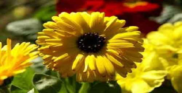 دانلود پاورپوینت رشد سه گیاه زینتی در معرض تنش کادمیوم و کادمیوم-سرب و ویژگی های تجمع فلز در آنها