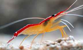 
	پاورپوینت ایمنی زیستی در تولید میگوی عاری از بیماری
