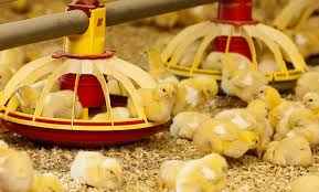 
	تحقیق خوراک دادن دام
