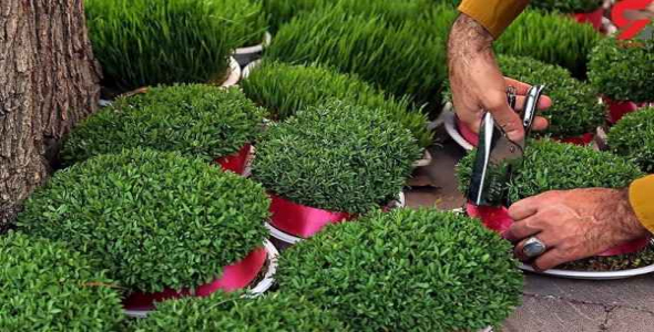     پاورپوینت کشت و برداشت زیره سبز و خواص آن - فروشگاه فایل
