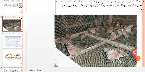  سيستمهاي رايج پرورشي بلدرچین