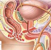 
	پاورپوینت فیزیولوژی و آناتومی ناحیه تناسلی زنان
