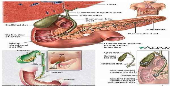     پاورپوینت بررسی پانكراتیت (التهاب پانكراس) و كوله سیستیت (کیسه صفرا) - فروشگاه فایل
