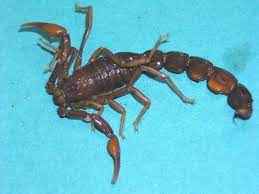 
	پاورپوینت بيولوژي و اكولوژي كژدم ها و پيشگيري از گزش آنها
