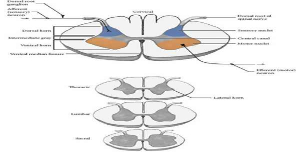     پاورپوینت نوروآناتومی  و نورو فیزیولوژی (جلسات پنجم و ششم) - فروشگاه فایل
