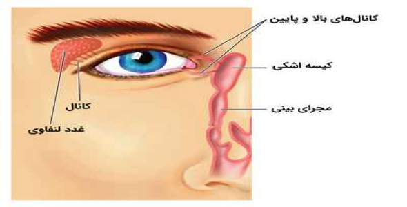 
	پاورپوینت داکریوسیستورینوستومی
