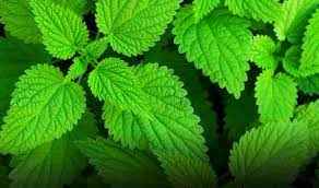 
	تحقیق خواص درمانی گیاه گزنه
