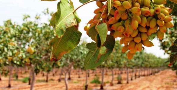     پاورپوینت کاشت داشت برداشت پسته - فروشگاه فایل
